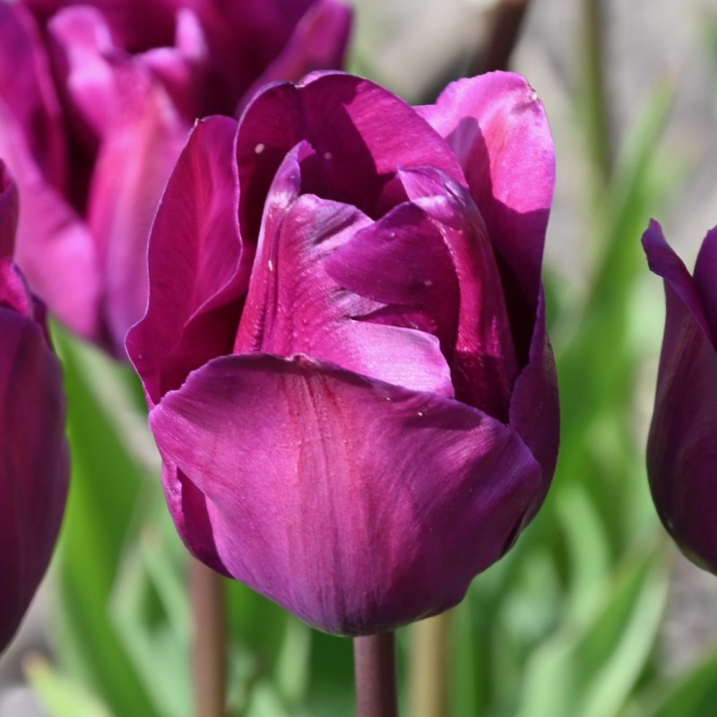 Tulipa 'Negrita'