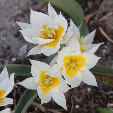 Tulipa polychroma