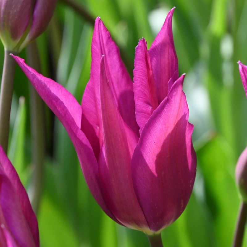 Tulipa 'Purple Dream'