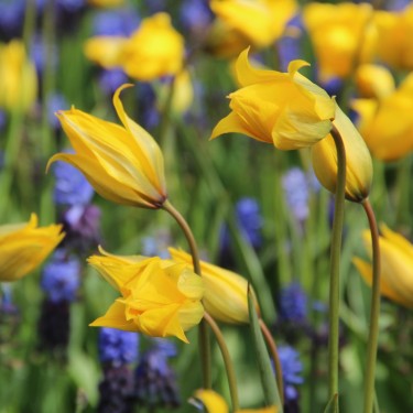 Tulipa sylvestris