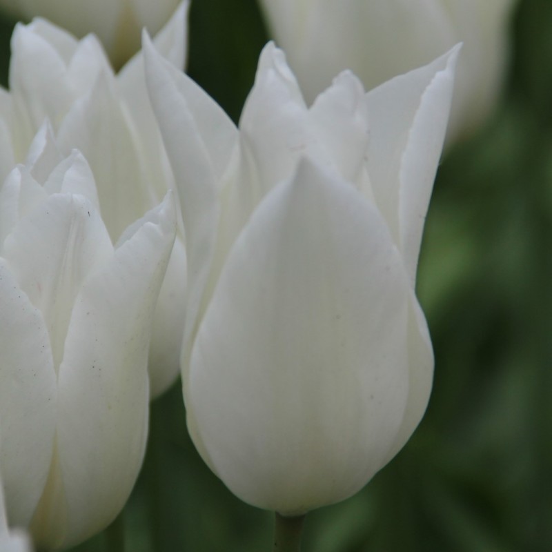 Tulipa 'White Triumphator'
