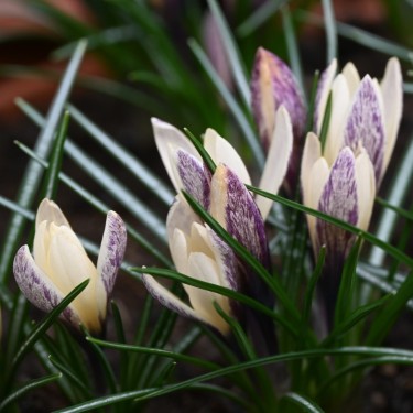 Crocus korolkowii x 'Fresco'
