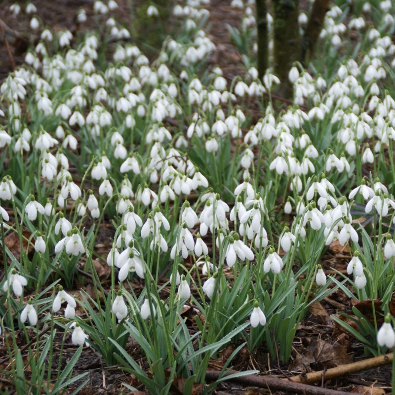 Galanthus 'S. Arnott' -grootverbruik-