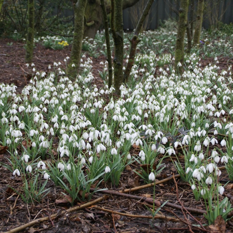 Galanthus 'S. Arnott' -grootverbruik-