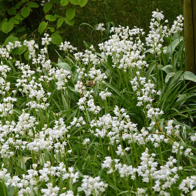 Hyacinthoides hispanica 'Alba Maxima' -grootverbruik-