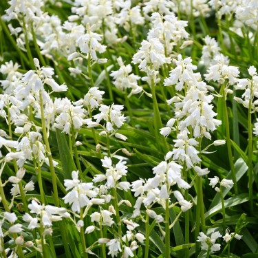 Hyacinthoides hispanica 'Alba Maxima' -grootverbruik-