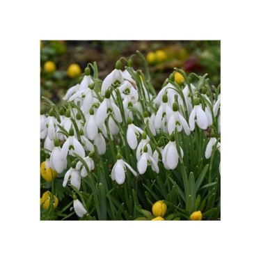 Bijenpakket, inheems - 90 stuks.