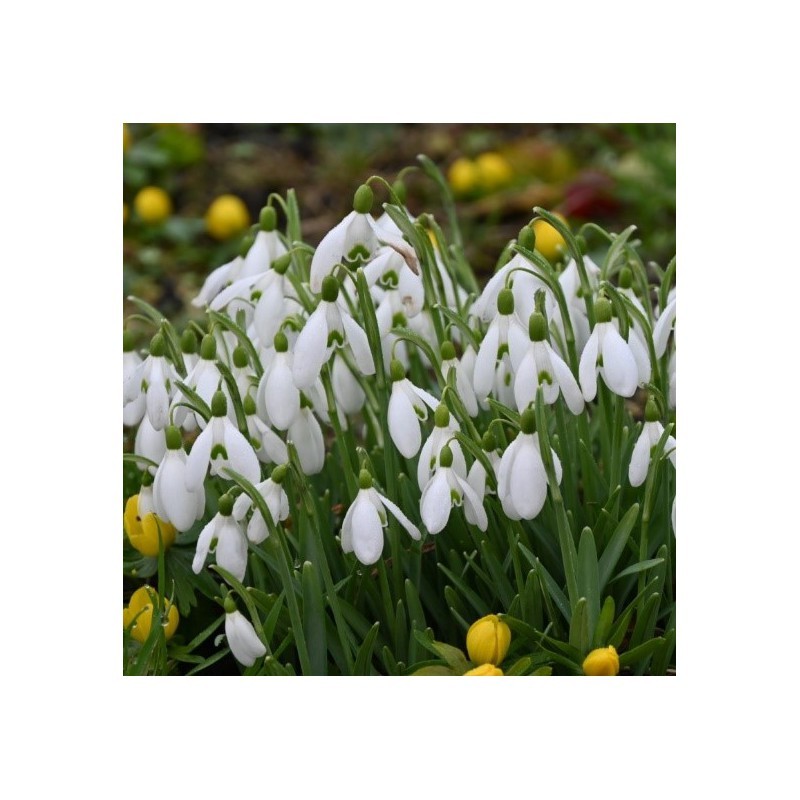 Bijenpakket, inheems - 90 stuks.