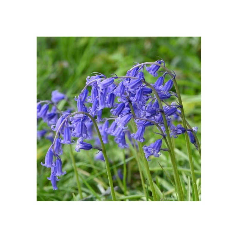 Bijenpakket, inheems - 90 stuks.