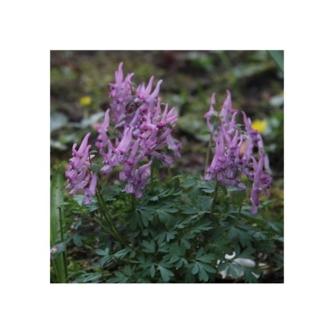 Bijenpakket, inheems - 90 stuks.