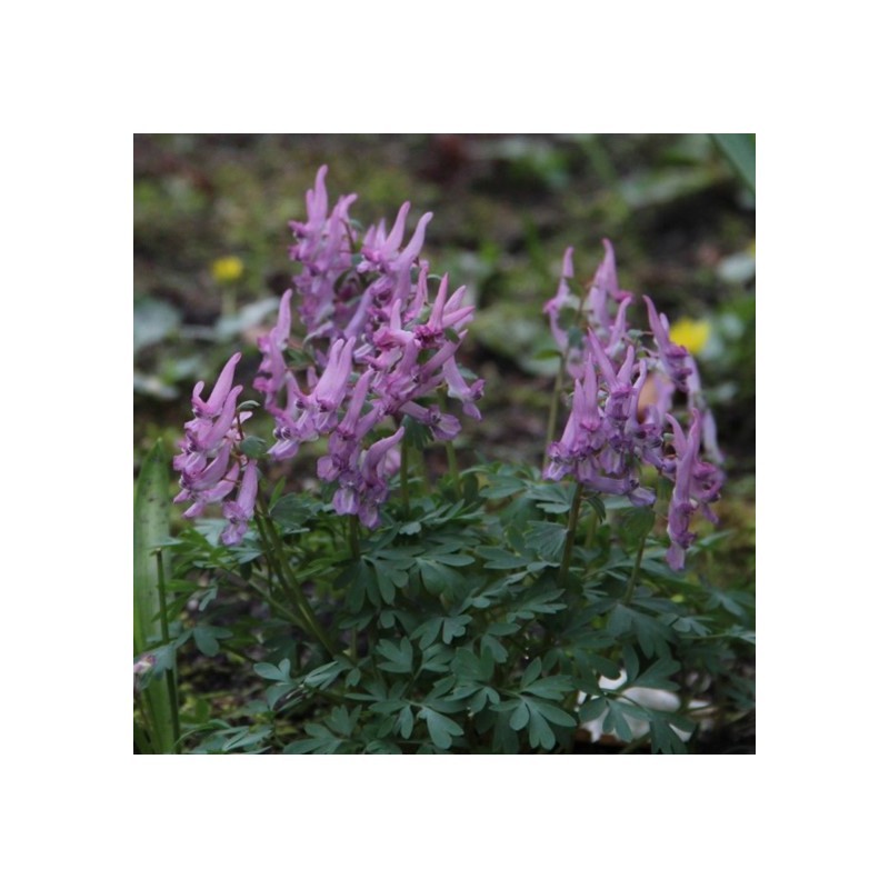 Bijenpakket, inheems - 90 stuks.