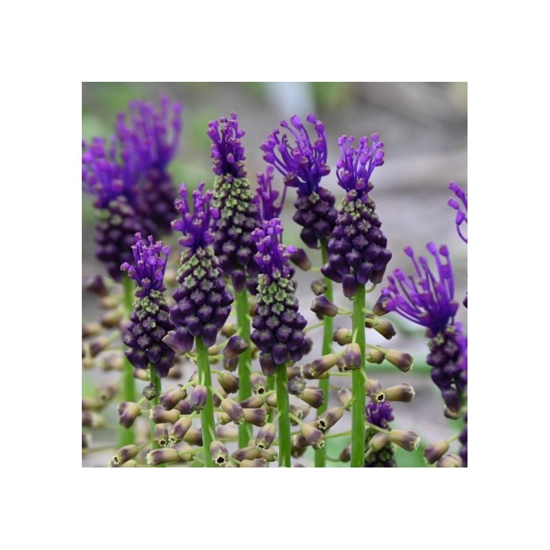 Bijenpakket, inheems - 90 stuks.