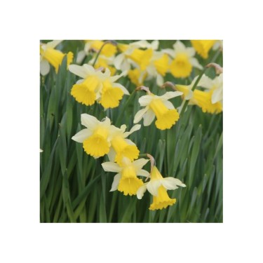 Bijenpakket, inheems - 90 stuks.