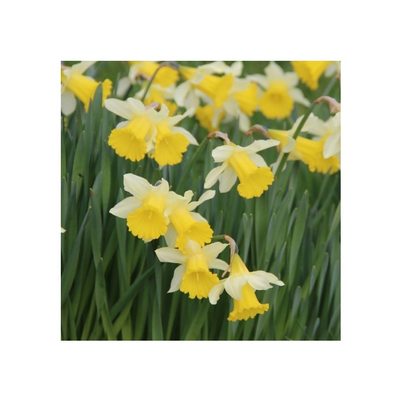 Bijenpakket, inheems - 90 stuks.