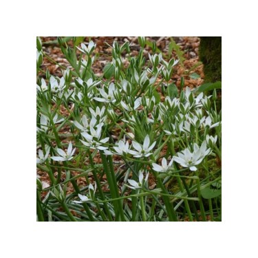 Bijenpakket, inheems - 90 stuks.