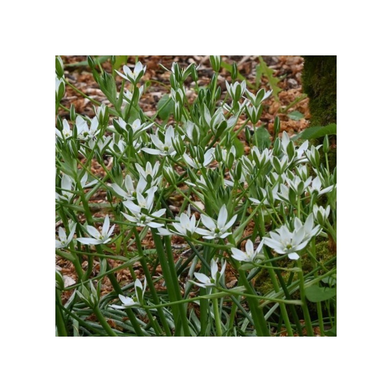 Bijenpakket, inheems - 90 stuks.