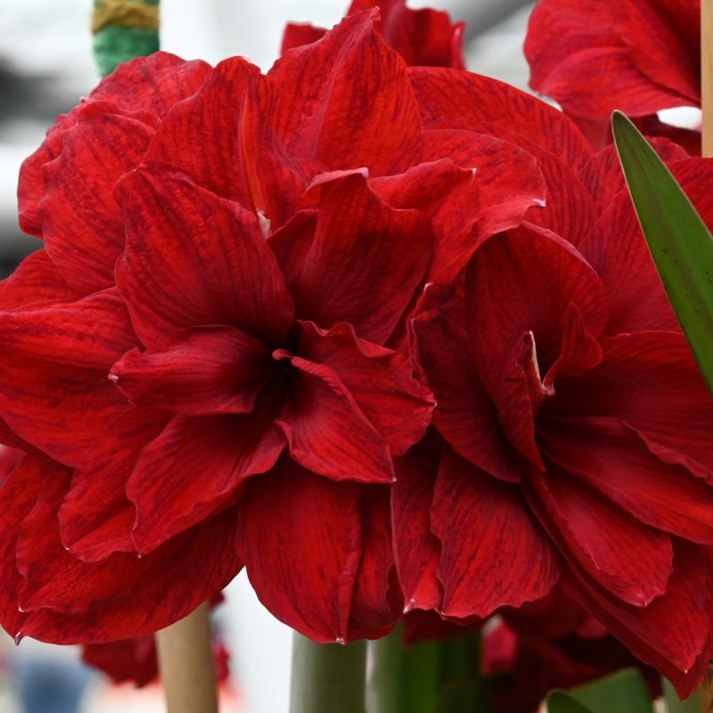 Hippeastrum 'Amarantia'® 