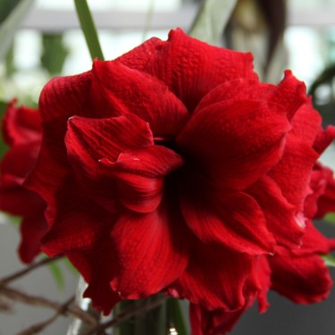 Hippeastrum 'Amarantia'® 