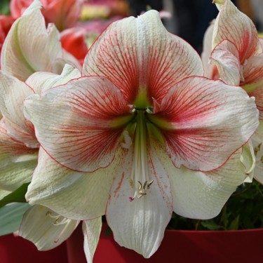 Hippeastrum 'Grandise Fantasy'®
