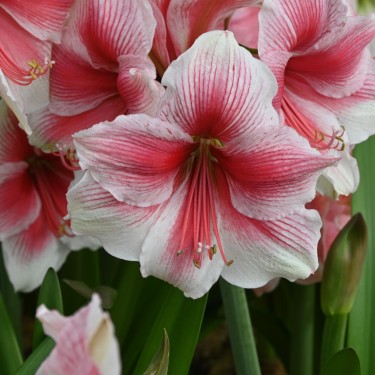 Hippeastrum 'Pink Beauty'®