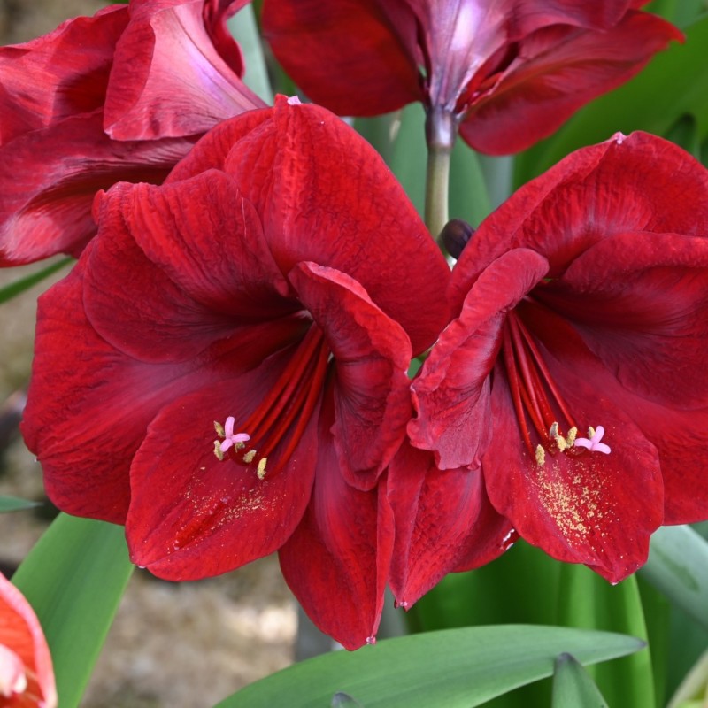 Hippeastrum 'Première'®