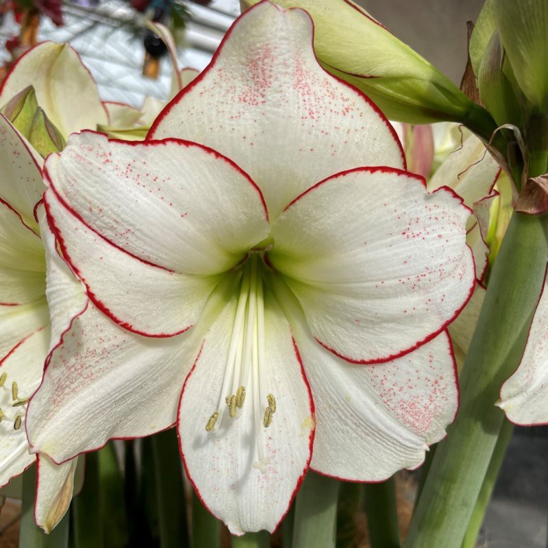 Hippeastrum 'Picasso'®