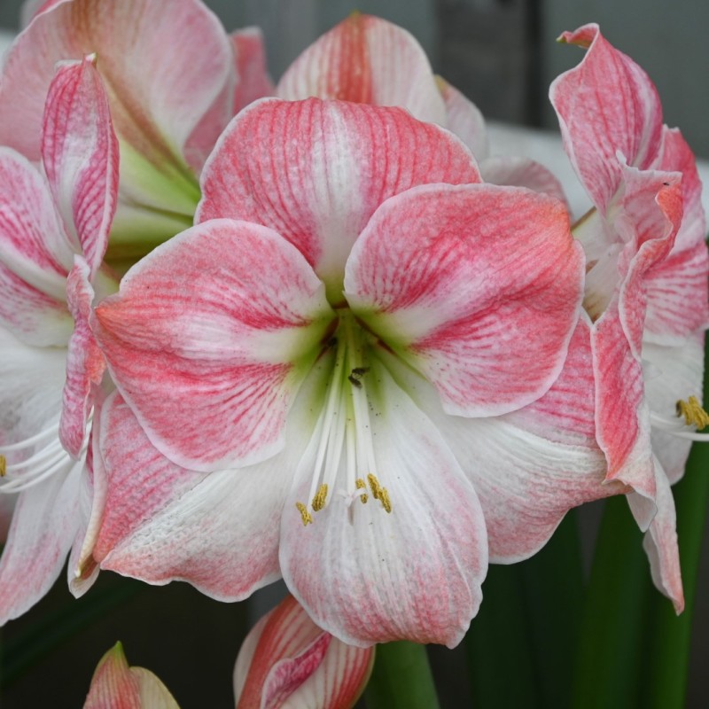 Hippeastrum 'Cherry Bloss'®