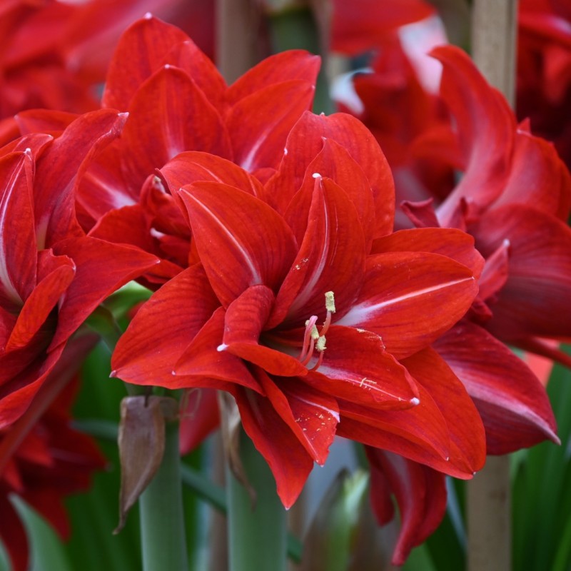Hippeastrum 'Double Delicious'