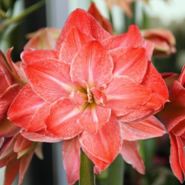 Hippeastrum 'Flamingo Amadeus' ®