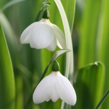 Galanthus 'White Perfection'