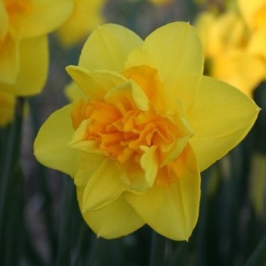 Narcissus 'Flying Colours'