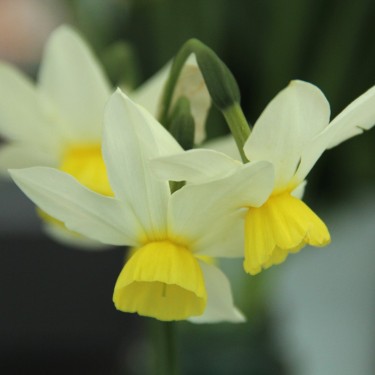 Narcissus 'Jingle Bells'