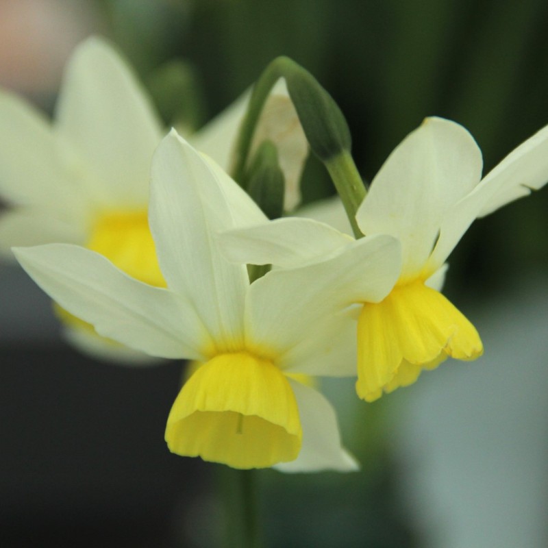 Narcissus 'Jingle Bells'