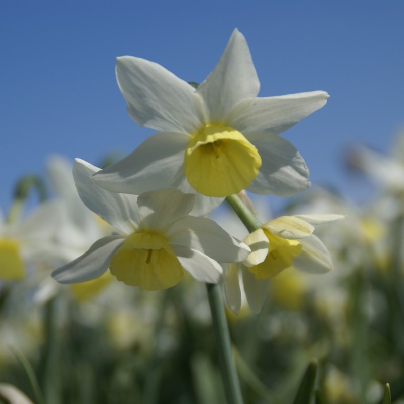 Narcissus 'Jingle Bells'