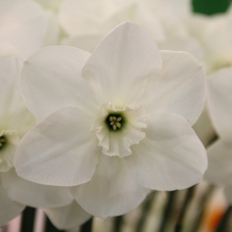 Narcissus 'Crystal Clear'
