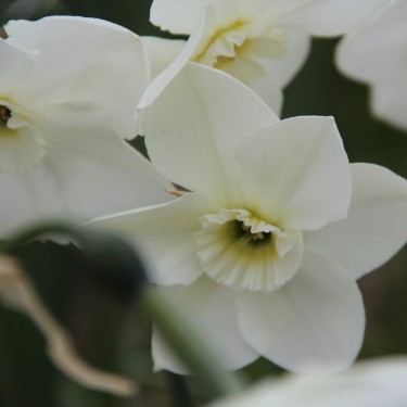Narcissus 'Crystal Clear'
