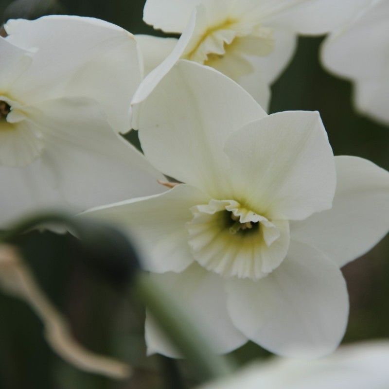 Narcissus 'Crystal Clear'