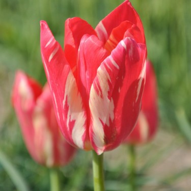 Tulipa 'Zomerschoon'