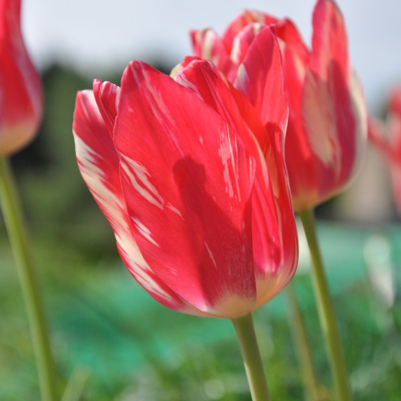 Tulipa 'Zomerschoon'