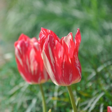 Tulipa 'Zomerschoon'