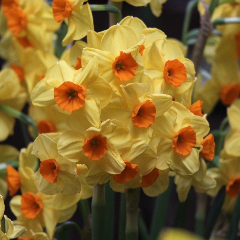 Narcissus 'Royal Connection'