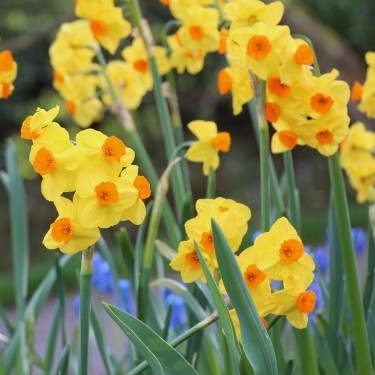 Narcissus 'Royal Connection'