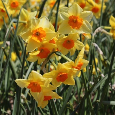 Narcissus 'Suzy'