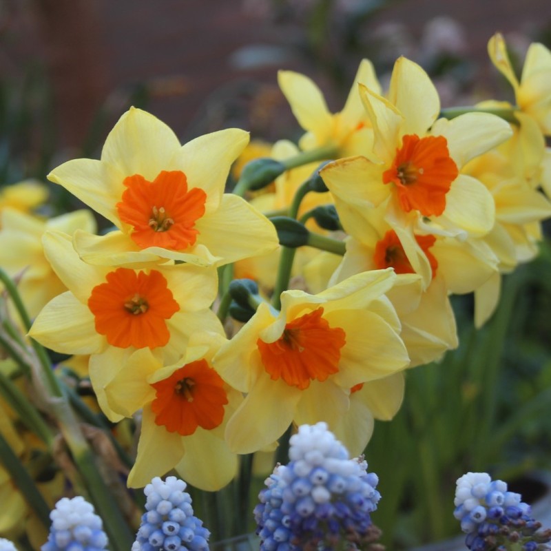 Narcissus 'Suzy'