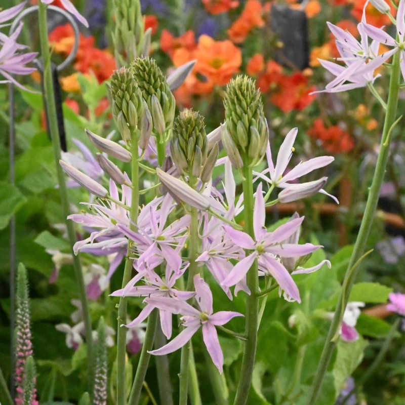 Camassia 'Sweet Candle'