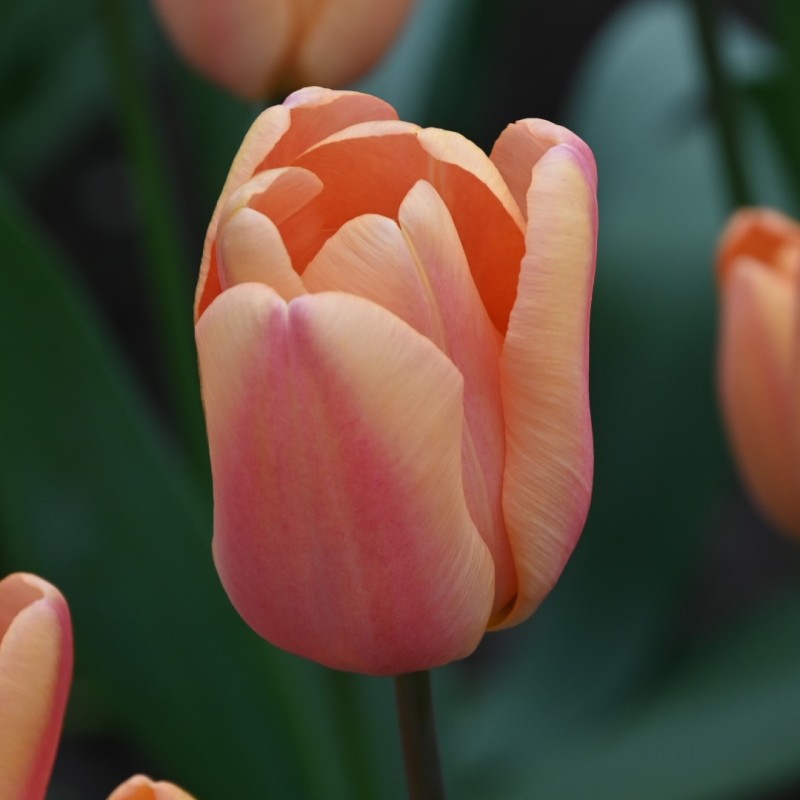 Tulipa 'Apricot Fox'