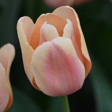 Tulipa 'Apricot Fox'