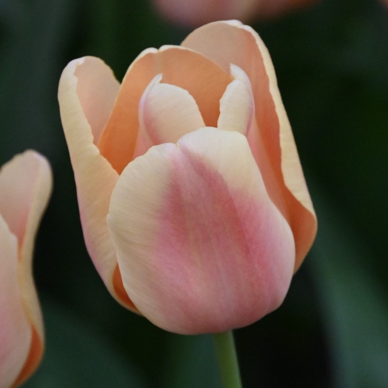 Tulipa 'Apricot Fox'