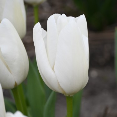 Tulipa 'Hakuun'