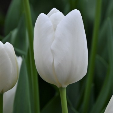 Tulipa 'Hakuun'